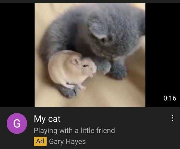 Same Cat and Hamster Video in Multiple YouTube Ads? Probably Scam Cloaking