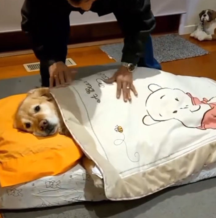 Dad vs. Dog: The Ultimate Twist