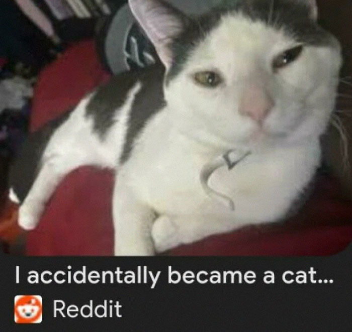 Oops, I Became A Cat. Again.