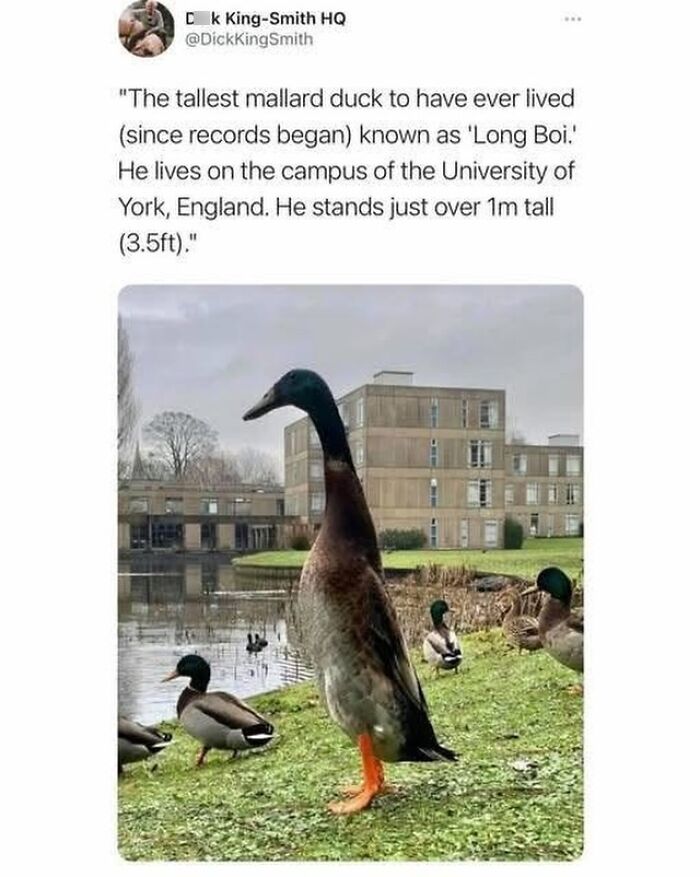 The Wildest British Jokes That’ll Make You Snort, Sigh, and Snicker