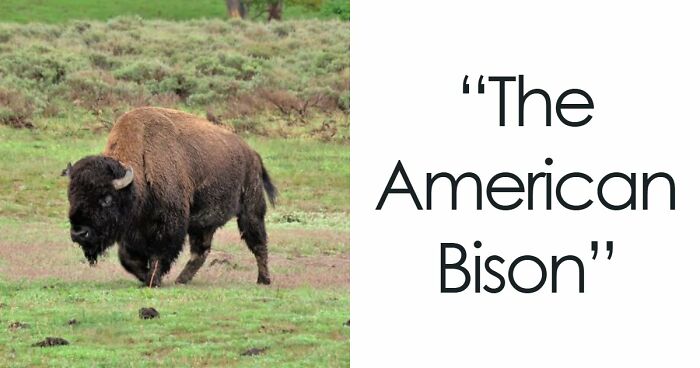 Wait, They Actually Picked These as Their Coolest Local Animals?!
