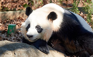 Wait, They Actually Picked These as Their Coolest Local Animals?!