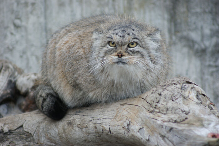 China’s Weirdest Feline – Manul
