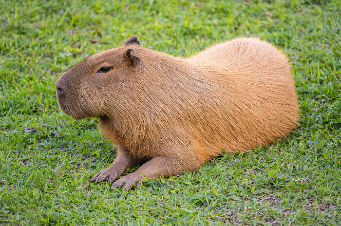 Colombia’s Chill Champ – Capybara
