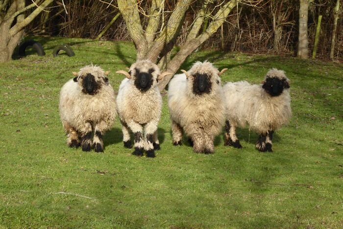 Switzerland’s Floofy MVP – Valais Blacknose Sheep