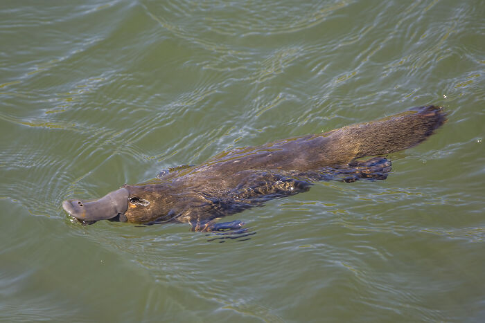 Australia’s Weirdest Wonder – Platypus