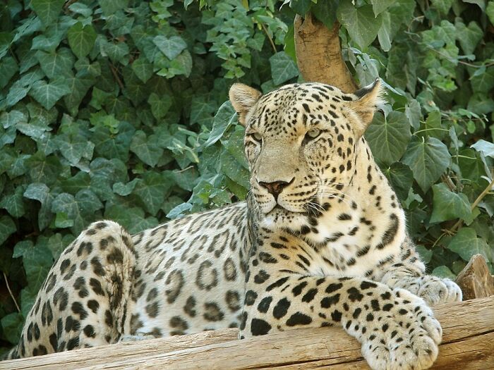 Turkey’s Sneaky Beauty – Anatolian Leopard