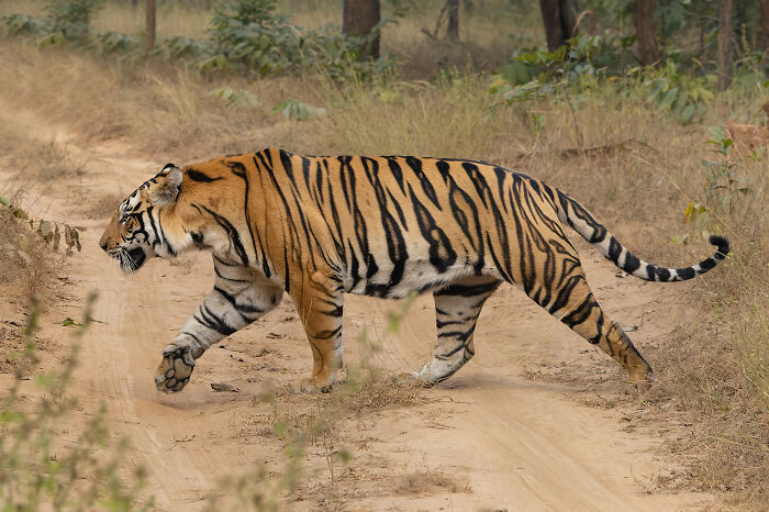 Bangladesh’s Royal Feline – Bengal Tiger