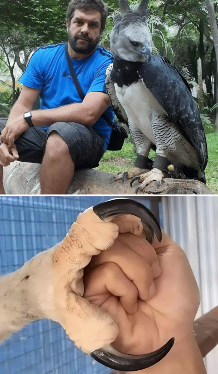 Brazil’s Air Boss – Harpy Eagle