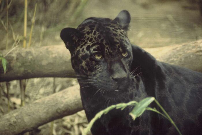 Brazil’s Shadow Ninja – Black Jaguar