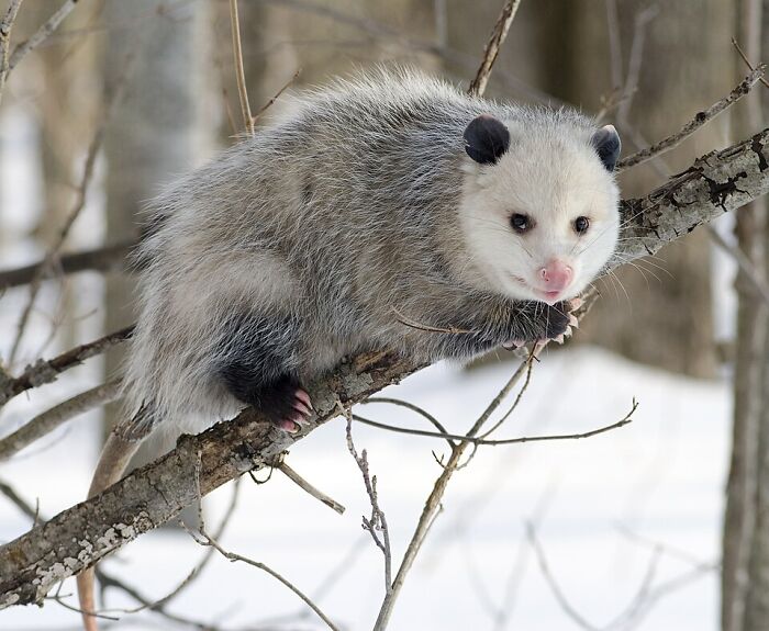 USA’s Tick-Eating Hero – North American Opossum