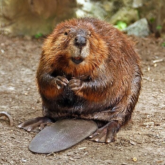 Poland’s Busy Builder – Beaver