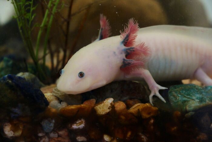 Mexico’s Smiling Salamander – Axolotl