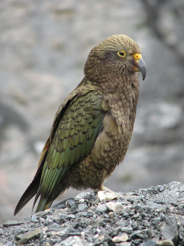 New Zealand’s Mischief Maker – Kea Parrot