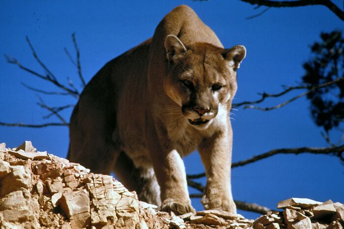 USA’s Stealthy Predator – Mountain Lion