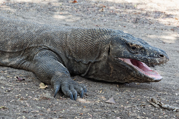 Indonesia’s Dragon Boss – Komodo Dragon