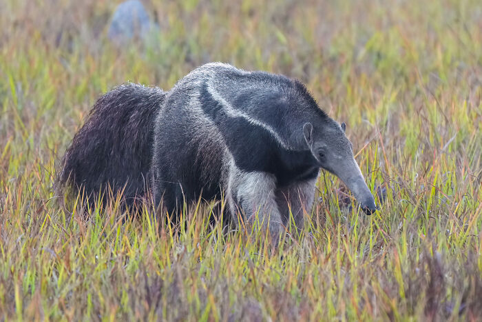 Colombian Caribbean’s Oddball – Anteater