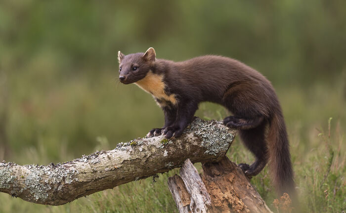 Croatia’s Sly Furball – Pine Martens