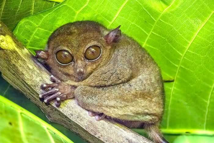 Philippines’ Peek-a-Boo Masters – Tarsiers