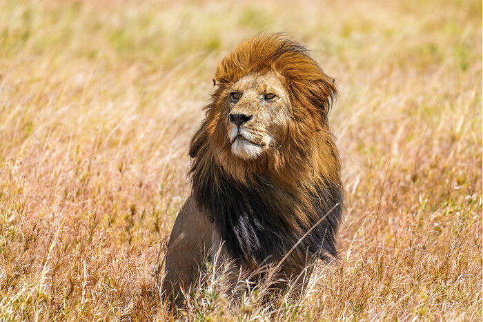 South Africa’s Royal Roar – Lion