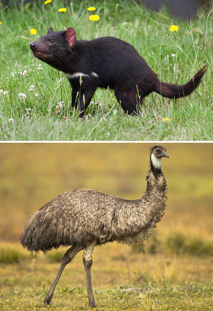 Australia’s Speedy Oddballs – Tasmanian Devils & Emus