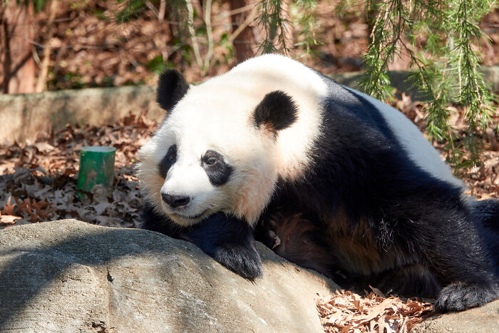 China’s Star Cuddler – Giant Panda Hua Hua