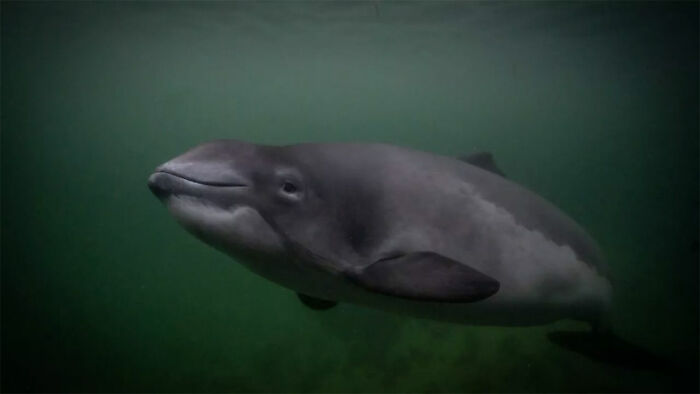 Denmark’s Sea Superstar – Freja the Porpoise