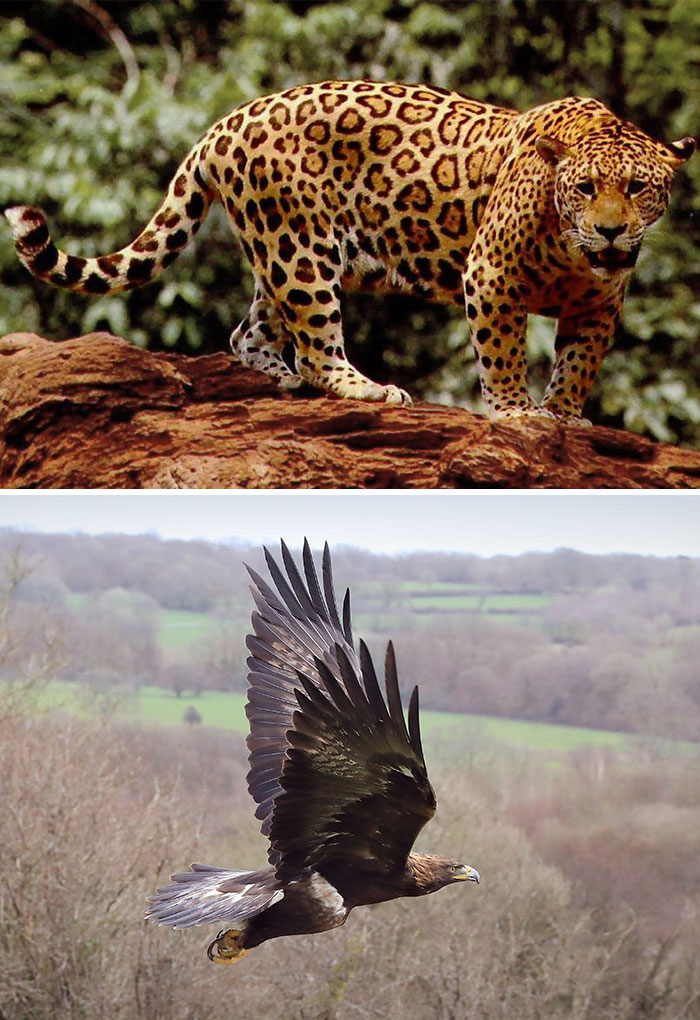 Mexico’s Double Trouble – Jaguar & Golden Eagle