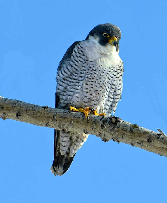 Canada’s Sky Hunter – Peregrine Falcon