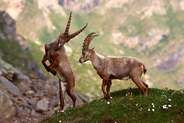 Italy’s Mountain Master – Alpine Ibex