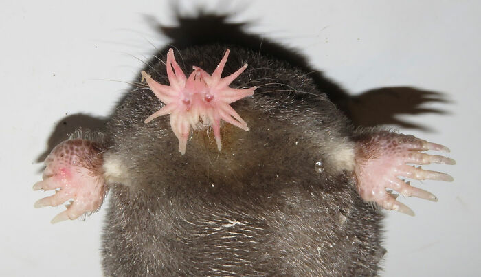 USA’s Underground Star – Star-Nosed Mole