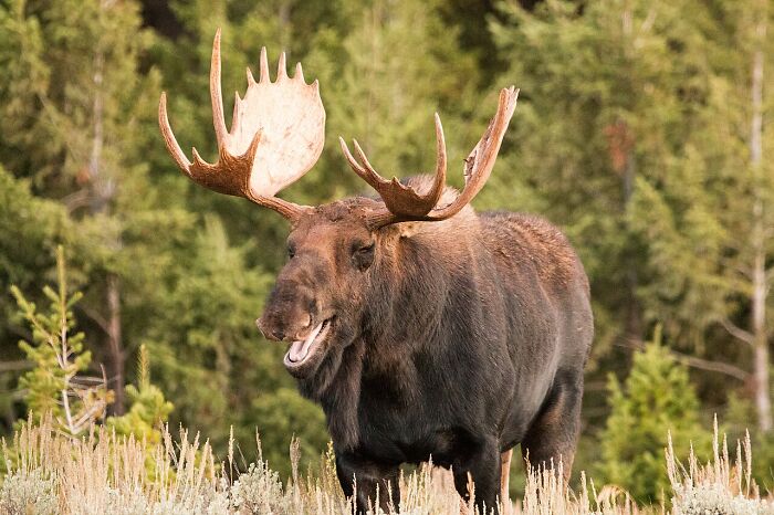 Sweden’s Big Antler Boss – Moose