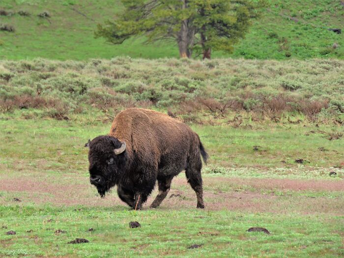 USA’s Prairie Legend – American Bison