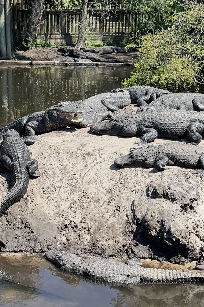 USA’s Ancient Swimmer – Alligator