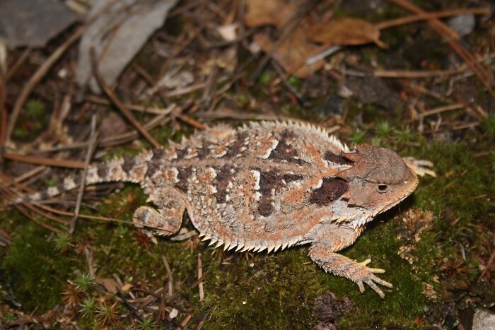 USA’s Spitty Defender – Horned Lizard