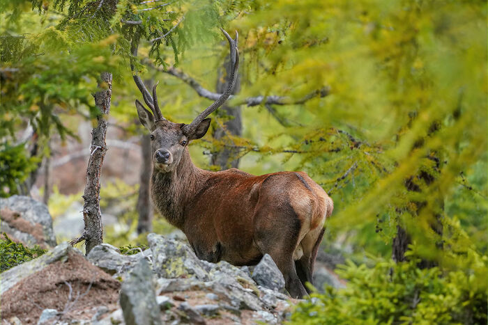 Germany’s Forest King – Wolves