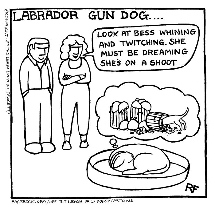 Labrodor Gun Dog: Sneaky Retriever Pro