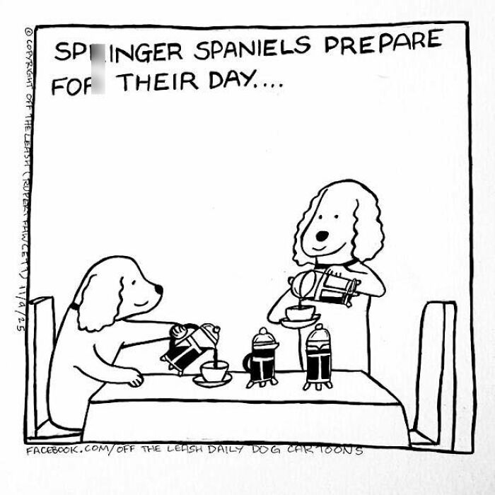 Springer Spaniel’s Start of the Day: Zoom Mode ON