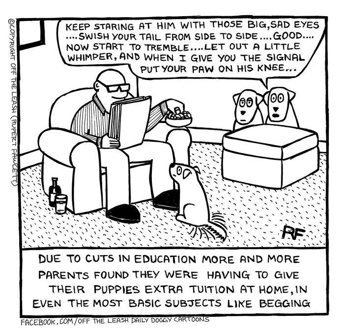 Cuts In Education? Dogs Don’t Care, They Nap