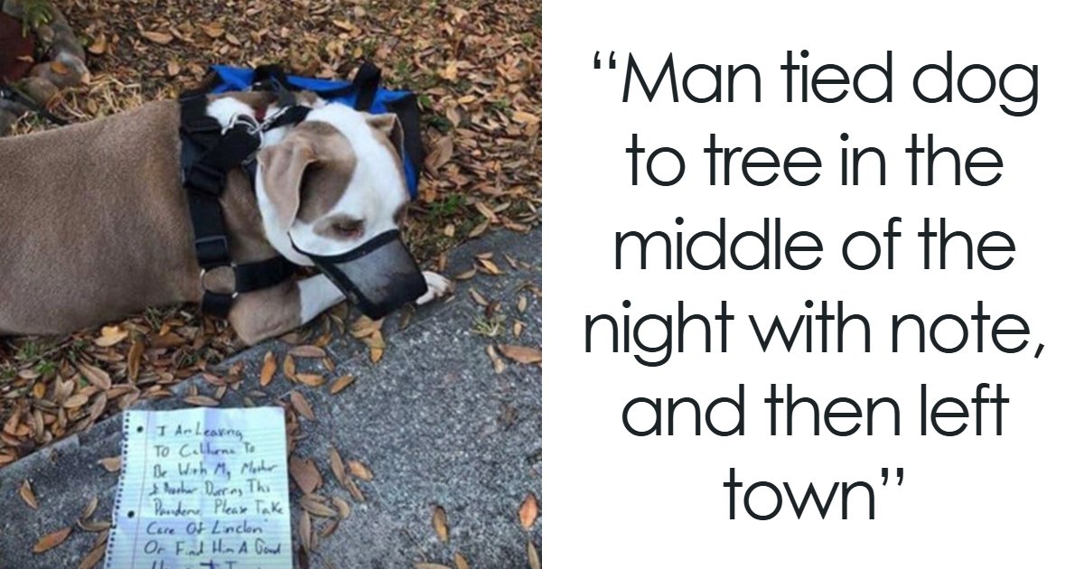 These 31 Rescue Animal Stories Will Hit Your Heartstrings and Brighten Your Day
