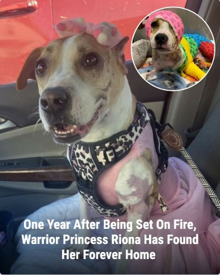 These 31 Rescue Animal Stories Will Hit Your Heartstrings and Brighten Your Day