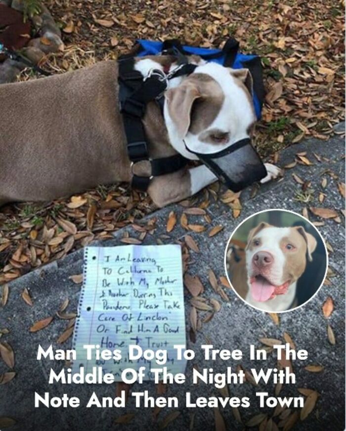 These 31 Rescue Animal Stories Will Hit Your Heartstrings and Brighten Your Day