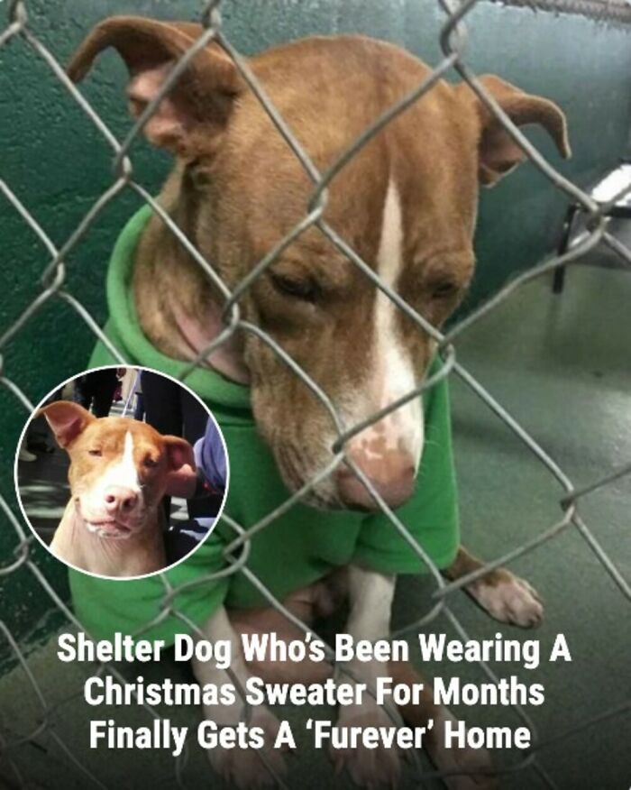 These 31 Rescue Animal Stories Will Hit Your Heartstrings and Brighten Your Day