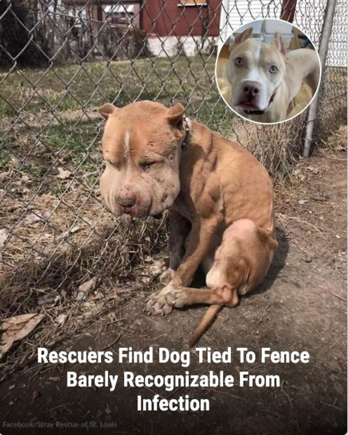 These 31 Rescue Animal Stories Will Hit Your Heartstrings and Brighten Your Day