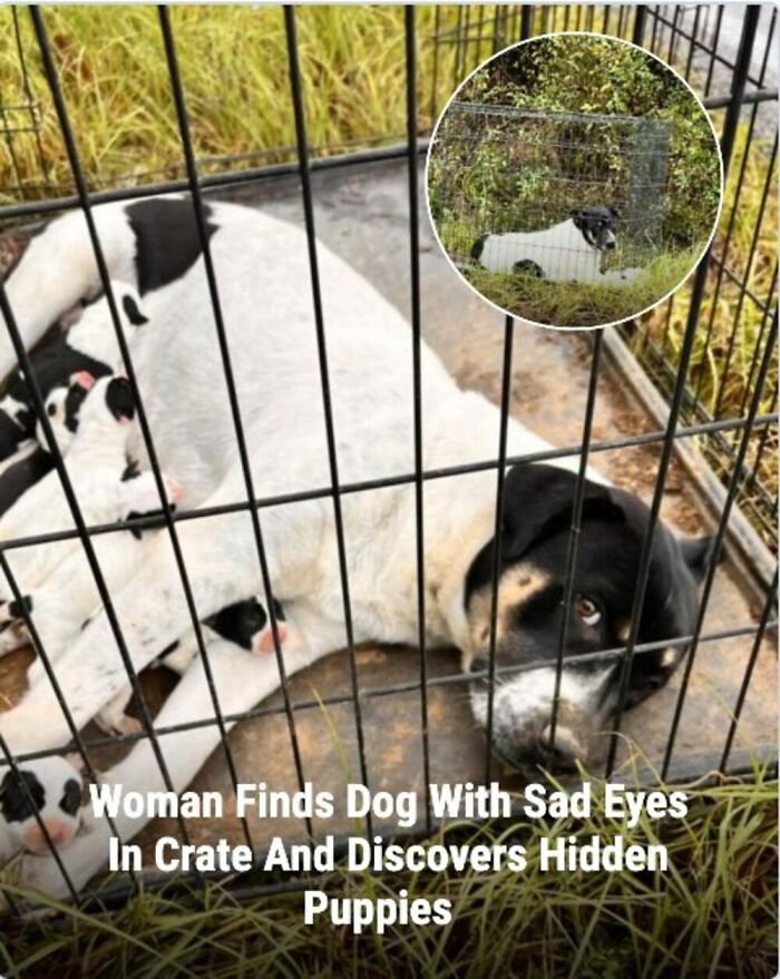 These 31 Rescue Animal Stories Will Hit Your Heartstrings and Brighten Your Day