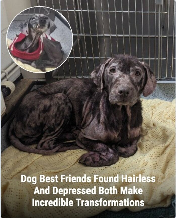 These 31 Rescue Animal Stories Will Hit Your Heartstrings and Brighten Your Day
