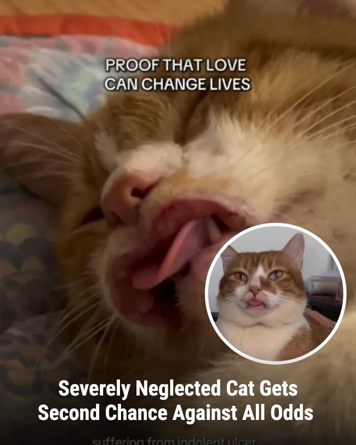 These 31 Rescue Animal Stories Will Hit Your Heartstrings and Brighten Your Day