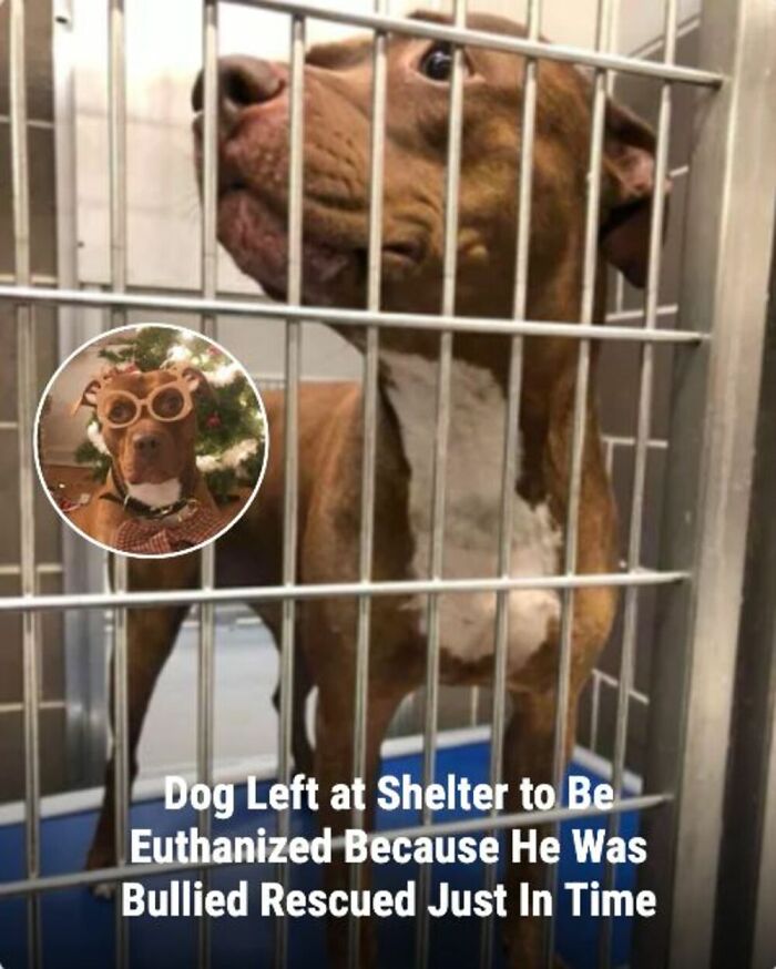 These 31 Rescue Animal Stories Will Hit Your Heartstrings and Brighten Your Day