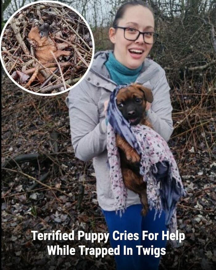 These 31 Rescue Animal Stories Will Hit Your Heartstrings and Brighten Your Day