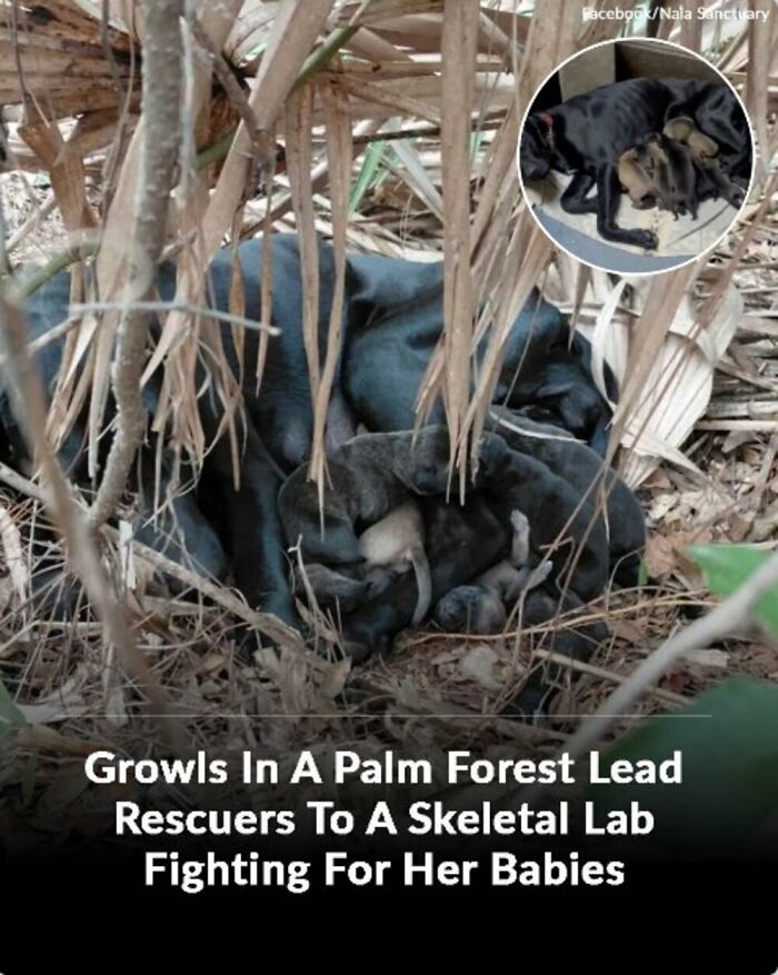 These 31 Rescue Animal Stories Will Hit Your Heartstrings and Brighten Your Day